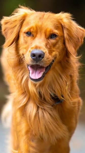 golden